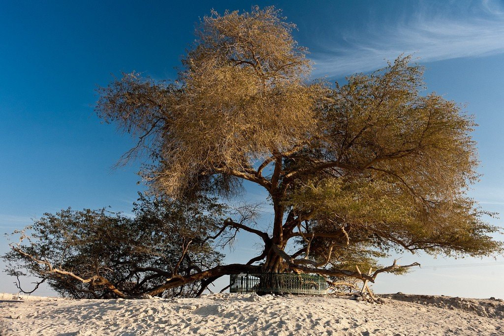 Какое дерево называют деревом жизни. Древо жизни Бахрейн. Tree of Life Бахрейн. Дерево в Бахрейне. Дерево жизни в пустыне Бахрейна.