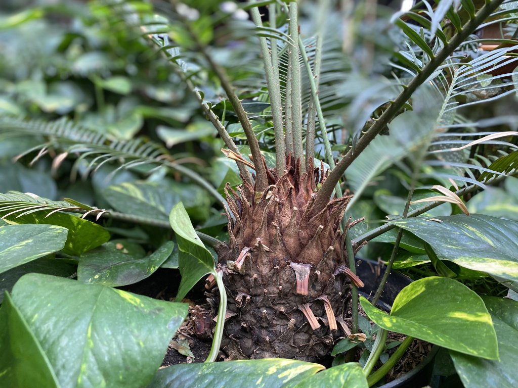 ствол саговника поникающего (Cycas revoluta).jpg