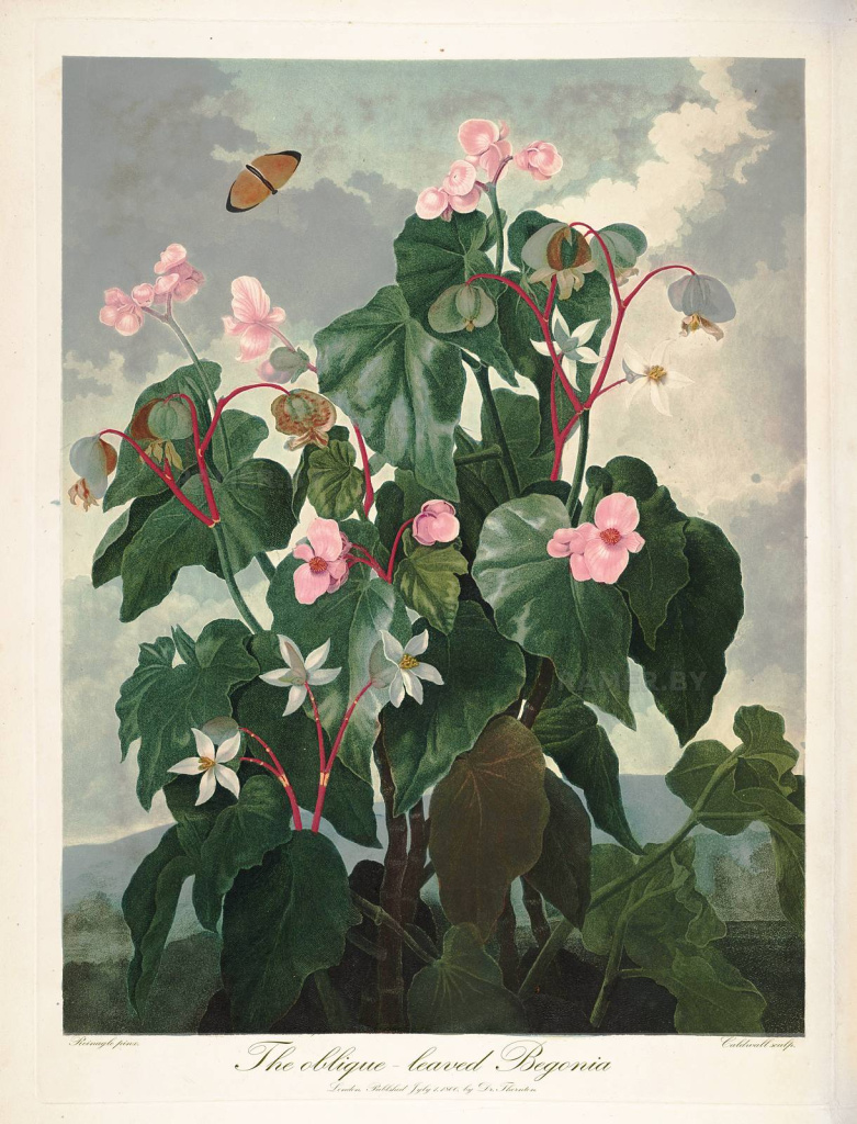 «Бегония» из альбома Роберта Джона Торнтона «Храм Флоры» (1799-1807 гг.) 1.jpg