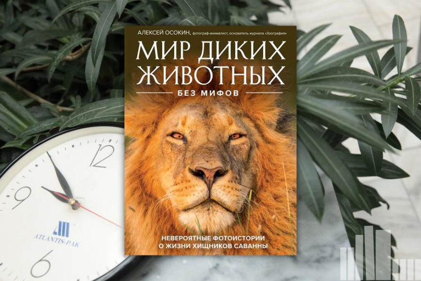 Алексей Осокин "Мир диких животных без мифов. Невероятные фото-истории о жизни хищников саванны"